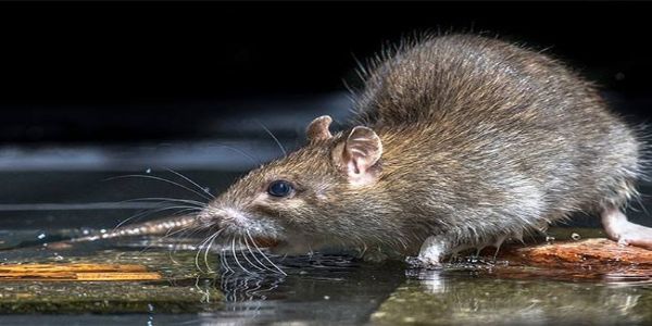 Leptospirosis cases surge in Malappuram; Two deaths reported in August