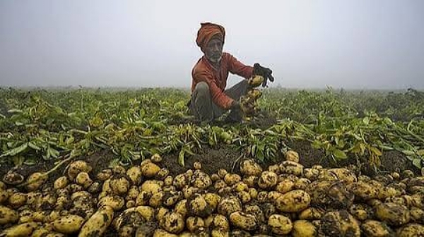 Yogi government of Uttar Pradesh has launched three new schemes for the benefit of potato producing farmers