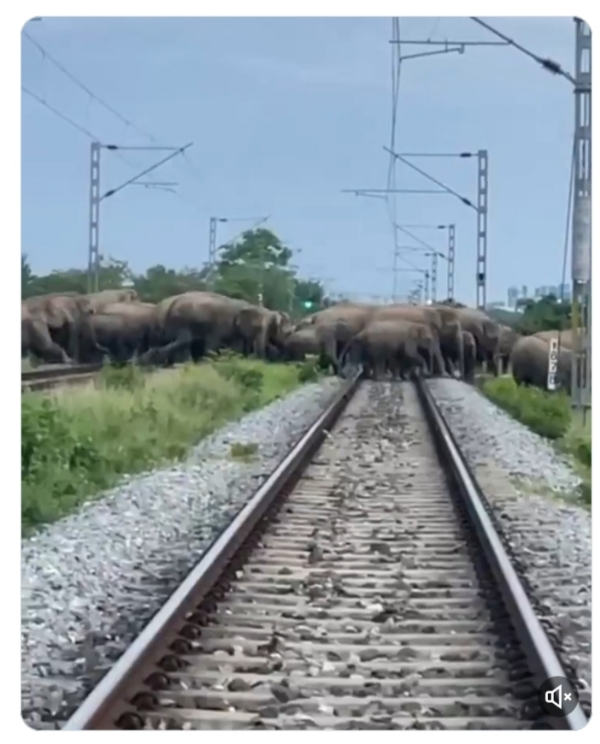 Image of the Elephant herd crossing the Railway Track in Assam. Image of the Elephant herd crossing the Railway Track in Assam.