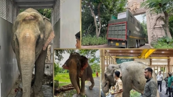 बाढ़ से बचाए गए हाथी ‘जयमती’ को विशेष उपचार के लिए वंतारा ले जाये जाने से संबंधित तस्वीरें।