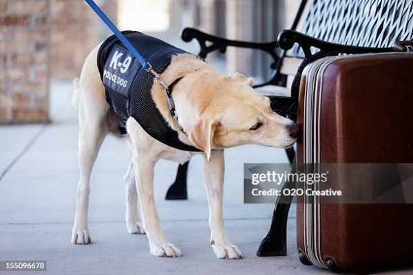 Police dog