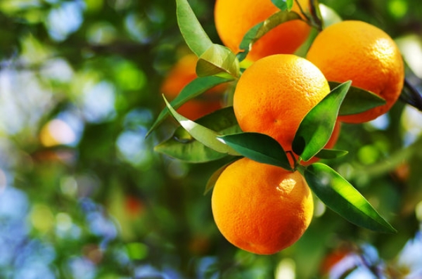 Oranges Oranges