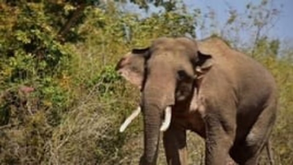 Wild elephant