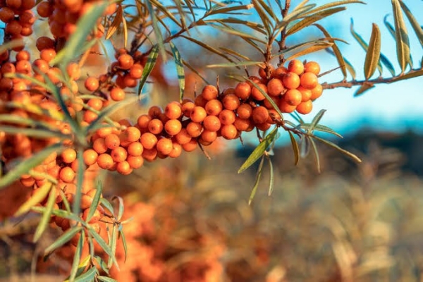 Centre Moves to Assess National Sea Buckthorn