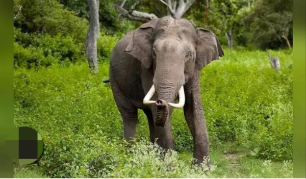 Wild Elephant जंगली हाथी Wild Elephant जंगली हाथी