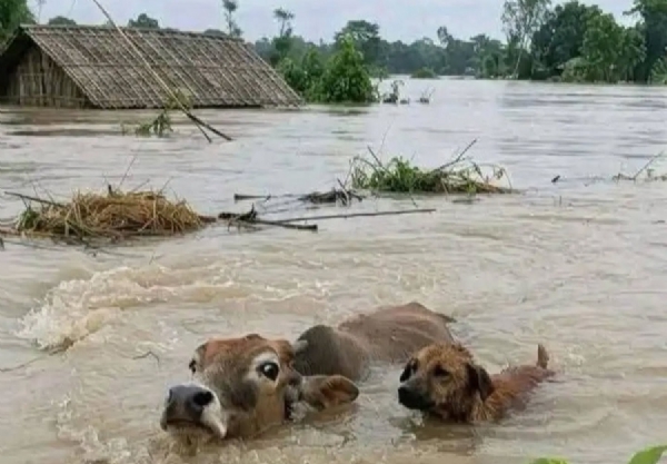 Image of the Assam Flood.