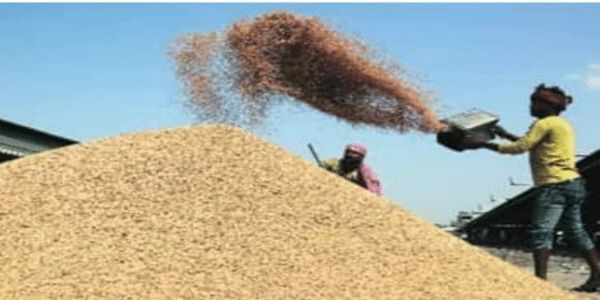 Odisha Begins Registration for 2026 Kharif Paddy Procurement Season