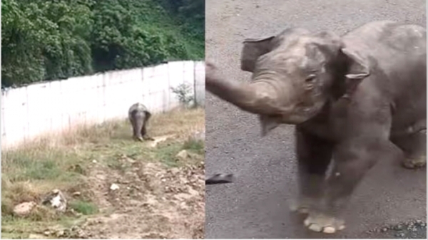 Image of the Wild Elephant Inside the Tata Semiconductor Plant Site In Assam’s Jagiroad.