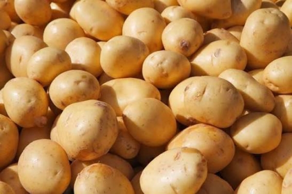 Uttar Pradesh is setting up a dedicated potato export and certification facility at Noida International Airport in Jewar