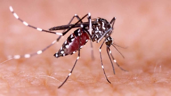 DENGUE FEVER IN KERALA DENGUE FEVER IN KERALA