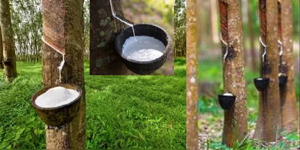India’s Dependence on Foreign Rubber Declines as the North-East Steps Forward