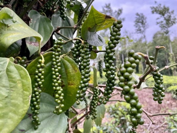 Black pepper farming Kerala