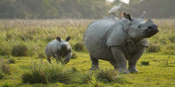 On World Rhino Day, PM Modi Announces ‘Project Rhino’ for Species Conservation
