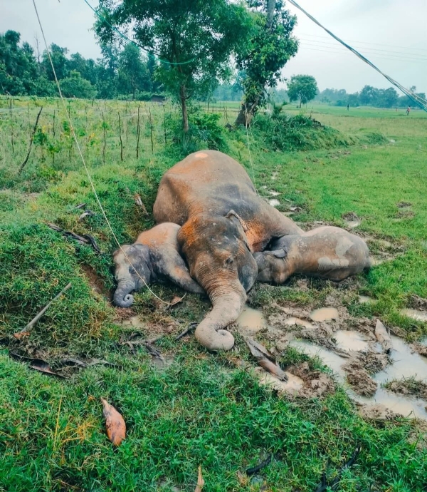धान के खेत में मृत पाए गए तीन हाथी