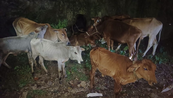 मुख्यमंत्री डॉ हिमंत बिस्व सरमा द्वारा साझा तस्वीर।