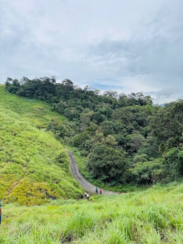 Gavi Forest