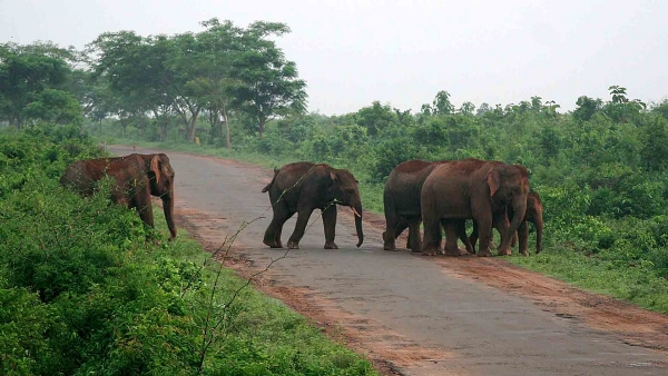 Elephant presence Idukki