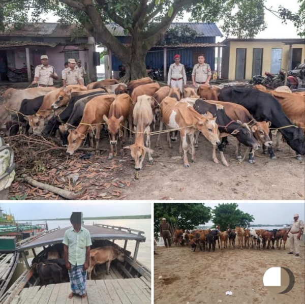 Image of the Assam Police Seize 51 Cattle And Boat In South Salmara-Mankachar, One Detained