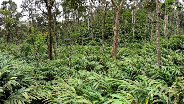 Cardamom plantation in Kerala Cardamom plantation in Kerala