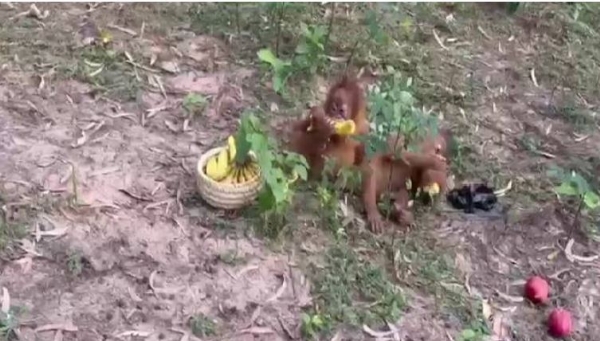Five Orangutan-Like Animals Rescued from Balasore Forest